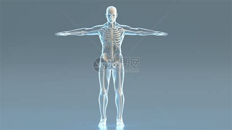 人體模型小視頻(人體模型小視頻大全)縮略圖