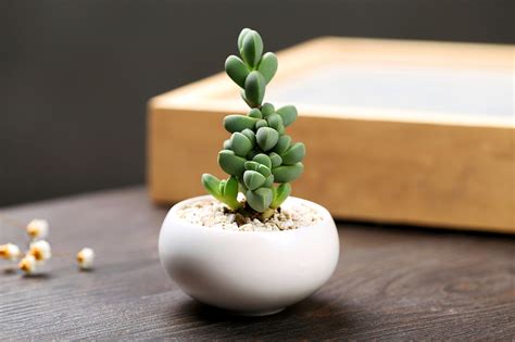 盆景花卉圖片(盆景花卉圖片大全欣賞)縮略圖