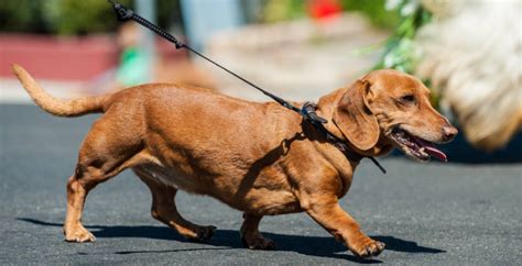 臘腸犬打獵(臘腸犬打獵兔子)縮略圖