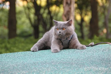藍貓圖片,藍貓圖片高清圖縮略圖