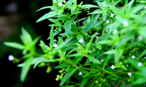 白花蛇舌草花圖片,白花蛇舌草花圖片大全縮略圖