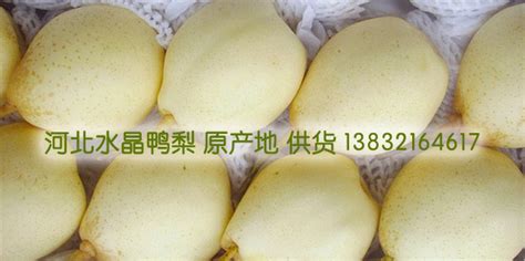 鴨梨大是哪年的歌,鴨梨大是哪年的歌黑桃A縮略圖