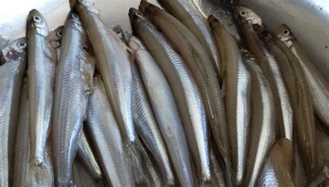 多春魚怎么做好吃(多春魚怎么做好吃又簡單視頻)縮略圖