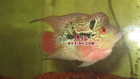 金元寶魚,金元寶魚正確養法縮略圖