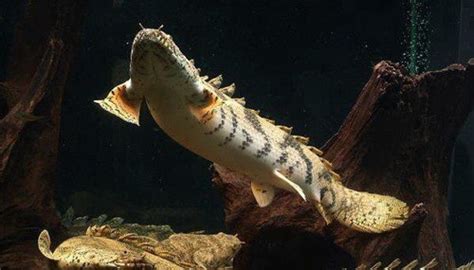 恐龍魚是魚嗎,恐龍魚是底層魚嗎縮略圖