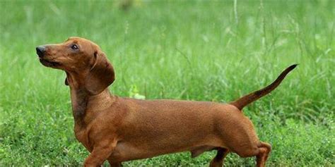 臘腸犬的智商排名第幾位(臘腸犬智商排名第幾位)縮略圖