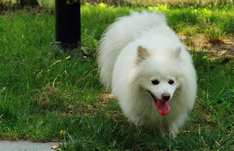 狐貍犬,狐貍犬的品種及圖片縮略圖