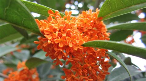 狀元紅桂花(狀元紅桂花樹)縮略圖