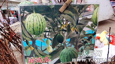 西瓜樹是真的嗎,西瓜樹是真的嗎2016縮略圖