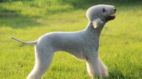 惠靈頓犬(貝靈頓犬)縮略圖