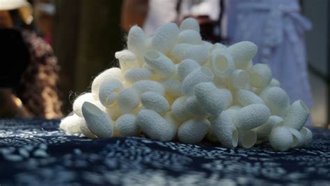蠶絲被的好處和危害(蠶絲被的好處和壞處)縮略圖