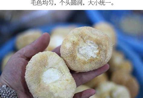 猴頭菌片吃多久一個療程(猴頭菌片服多久是一個療程)縮略圖