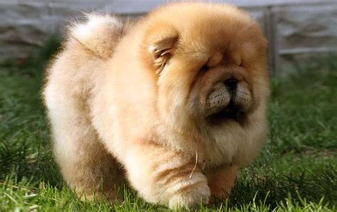 松獅犬可愛視頻,松獅犬可愛視頻大全縮略圖