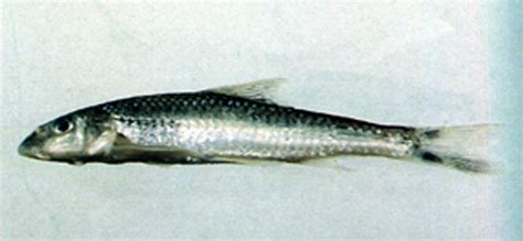 黑背魚(黑背魚是什么魚)縮略圖