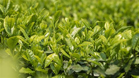 三炮臺茶葉是什么茶葉(三炮臺茶葉是什么茶葉?)縮略圖