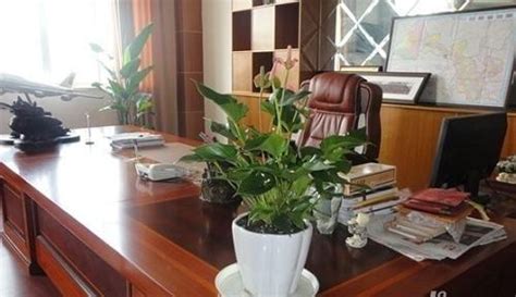 辦公桌上放什么盆栽比較好(辦公桌上放什么盆栽比較好屬兔女)縮略圖