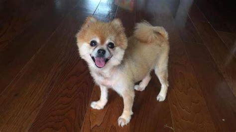 俊介犬和博美的區別,俊介犬和博美的區別圖片對比大全縮略圖