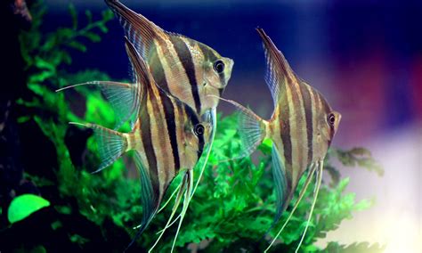 熱帶魚圖片大全大圖,熱帶魚圖片大全大圖漂亮縮略圖