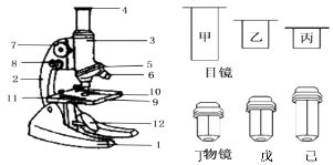 顯微鏡結構圖和名稱和作用,光學顯微鏡結構圖和名稱和作用縮略圖