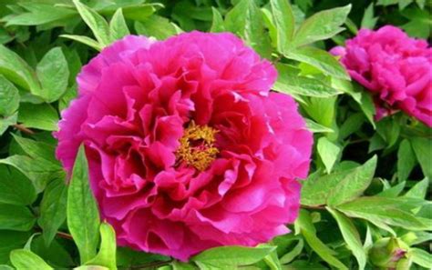 狀元紅花卉圖片(狀元紅花卉圖片圖文)縮略圖
