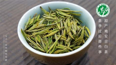 安吉白茶屬于什么茶,安吉白茶屬于什么茶的功效與作用縮略圖