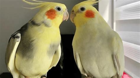 珍珠鳥怎么分公母(珍珠鳥怎么分公母圖片)縮略圖