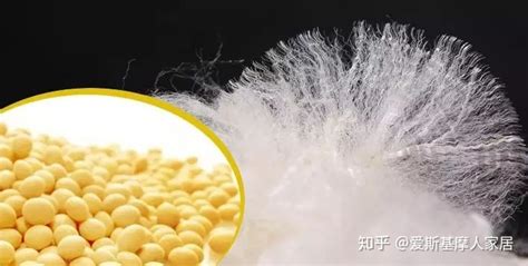 空調被大豆纖維好還是棉花的好(大豆纖維空調被直播熱賣)縮略圖