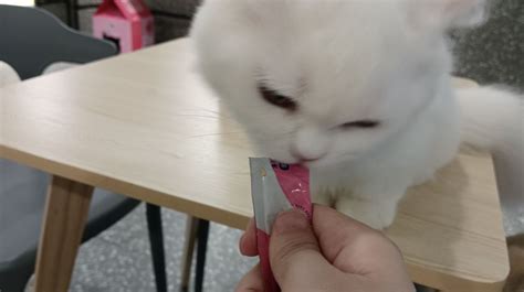 金吉拉貓多少錢一只(金吉拉貓多少錢一只圖片)縮略圖