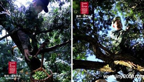 香榧子的黑衣能吃嗎(香榧子的黑籽能吃嗎)縮略圖