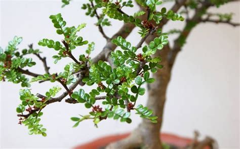 清香木盆栽的功效和作用(清香木盆栽的功效和作用及禁忌)縮略圖