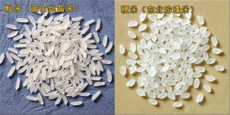 絲苗米屬于秈米還是粳米,絲苗米屬于秈米還是粳米類縮略圖