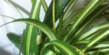 花盆里黑色的小飛蟲怎么根除(花盆土壤里有蟲子怎么去除小妙招)縮略圖