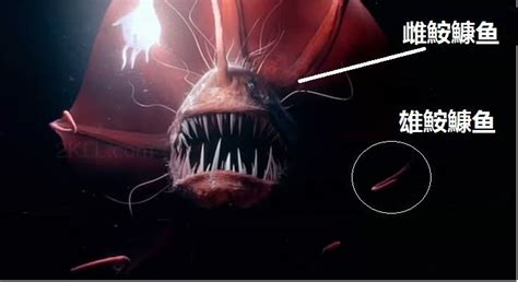 鮟鱇魚圖片(鮟鱇魚圖片講解)縮略圖