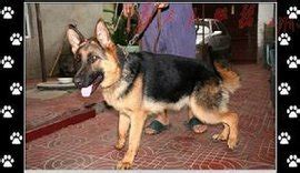 黑背犬智商排名,黑背犬智商排名第幾名縮略圖