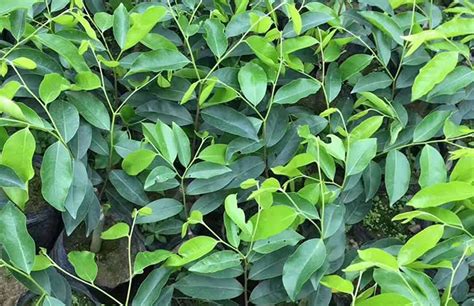 奇楠沉香樹(shù)苗(奇楠沉香樹(shù)苗一株多少錢)縮略圖