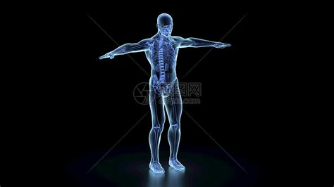 人體模型正式版,人體模型正式版視頻縮略圖