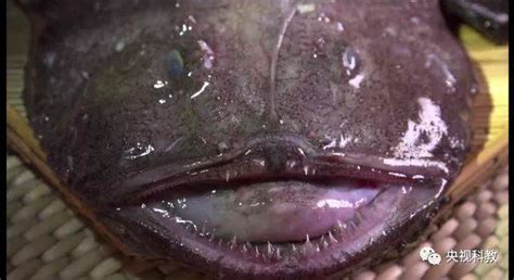 鮟鱇魚視頻(鮟鱇魚視頻介紹)縮略圖