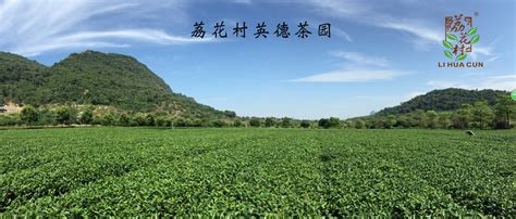 英德紅茶介紹,清遠(yuǎn)英德紅茶介紹縮略圖