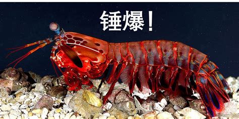 螳螂蝦一拳有多重(螳螂蝦能把人打骨折嗎)縮略圖