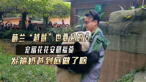 發箍奶爸為什么被解雇了(發箍奶爸為什么被解雇了最新)縮略圖