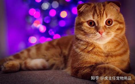 黑色毛衣掉毛嚴重怎么解決(黑色毛衣掉浮毛解決小妙招)縮略圖