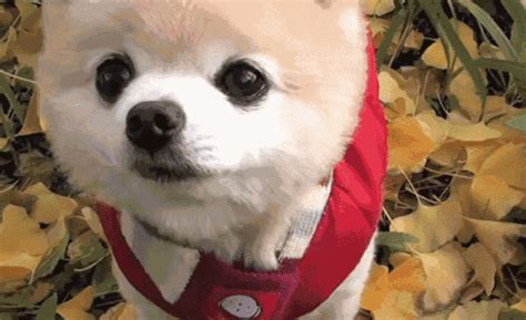 俊介犬能活多久,俊介犬壽命多長縮略圖