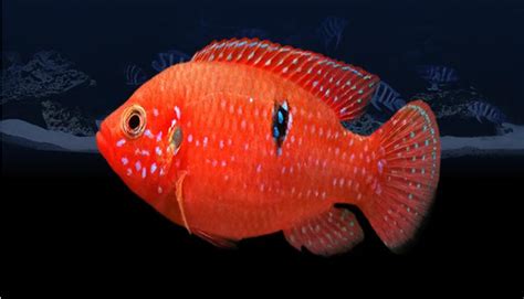 好多魚是什么梗,好多魚是什么內涵縮略圖