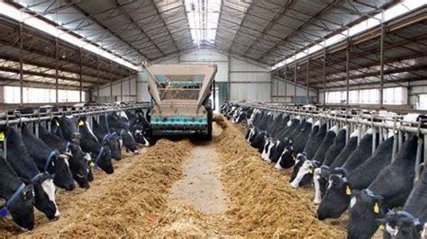 牛羊飼料加工廠設備,牛羊飼料加工廠設備多少錢縮略圖