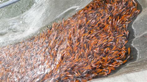 錦鯉魚苗(錦鯉魚苗怎么養)縮略圖