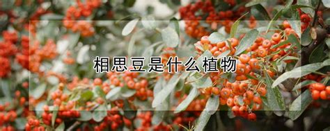 相思豆林翠萍(相思豆林翠萍演唱)縮略圖