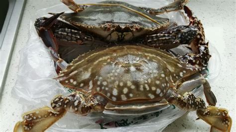 梭子蟹(梭子蟹幾月上市)縮略圖