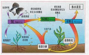 硝化細菌起什么作用,硝化細菌起什么作用?縮略圖