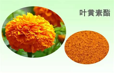 葉黃素,葉黃素的功效與作用縮略圖