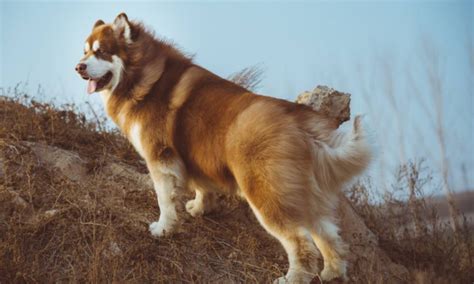 大型犬阿拉斯加,大型犬阿拉斯加圖片縮略圖